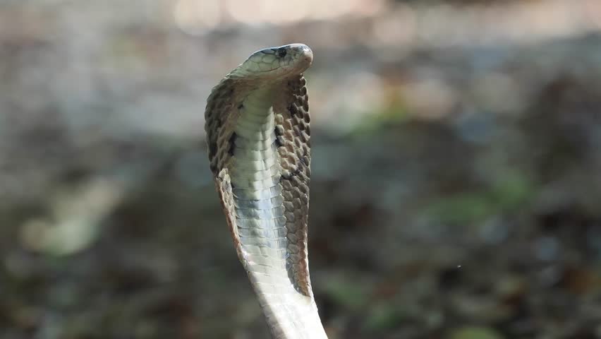 Cobra deadly serpent living on a dry leaf in the forestin nature	