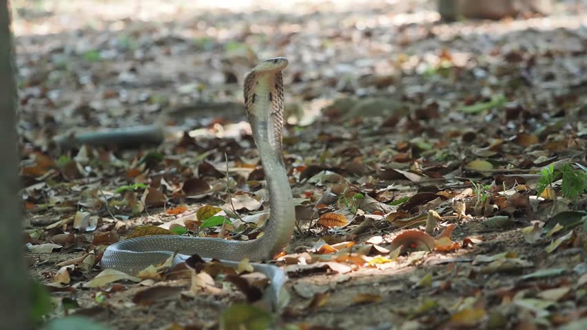 Cobra deadly serpent living on a dry leaf in the forestin nature	