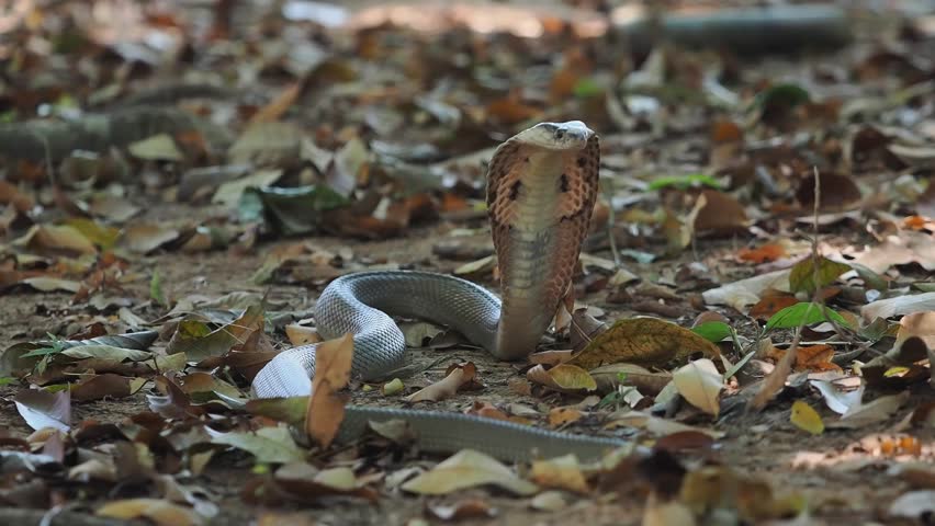 Cobra deadly serpent living on a dry leaf in the forestin nature	