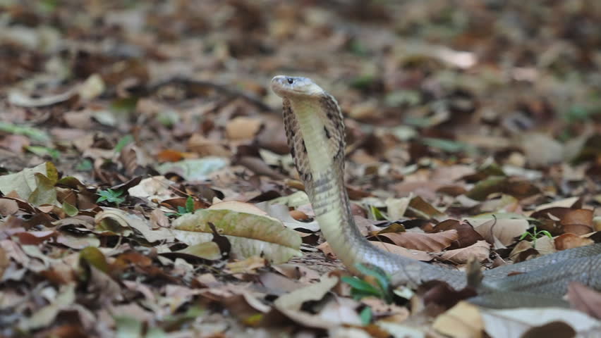 Cobra deadly serpent living on a dry leaf in the forestin nature	