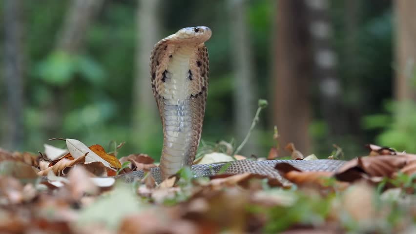 Cobra deadly serpent living on a dry leaf in the forestin nature	