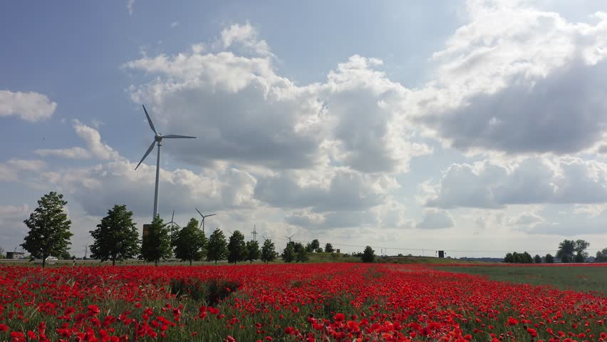 View of wind turbines and poppy field  in Brandenburg, Germany