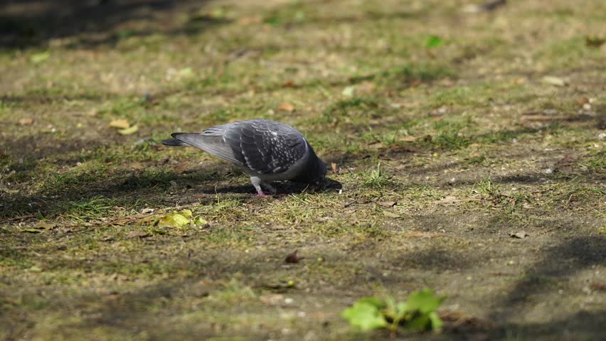 Pigeon Scouting for food in a local Japanese Park