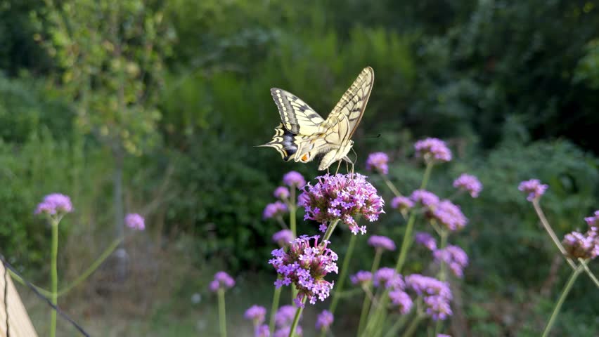 Detailed view of a Swallowtail butterfly interacting with purple verbena clusters. The insect feeds on blooms in a sunny French garden setting, highlighting natural pollination behavior.