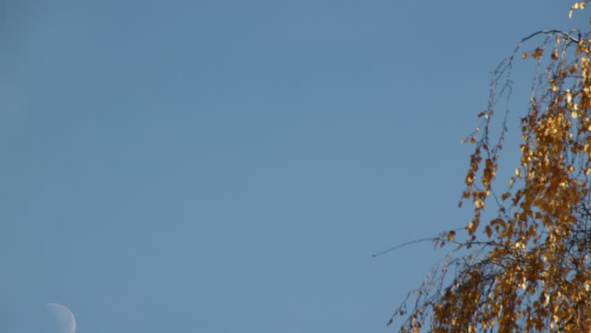 Moon rising above trees during clear evening sky in autumn