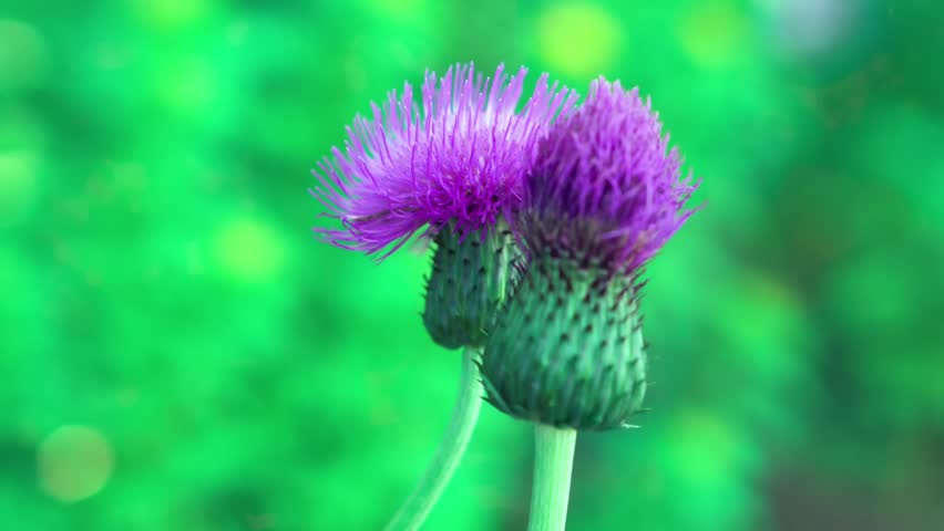 Beautiful purple thistle blossoms gently swaying in the breeze against a vibrant green blurred background, captured in soft natural sunlight during daytime