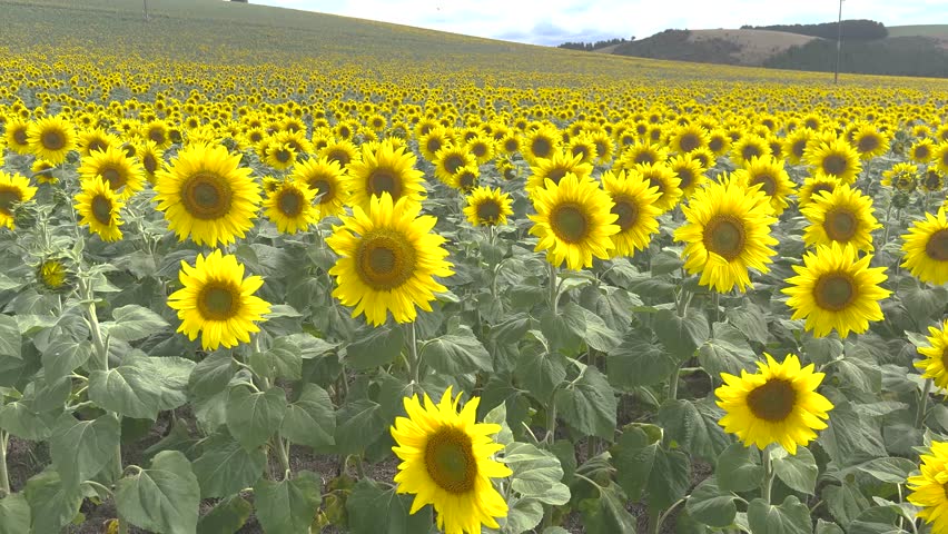 Yellow field and hill covered in beautiful big Sunflower flowers, agriculture, farming.
