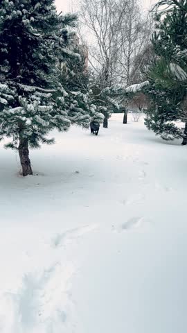 Cane Corso dog runs through fresh snow toward the camera in slow motion. Powerful guard dog in winter park, energetic movement, cold season outdoor activity.