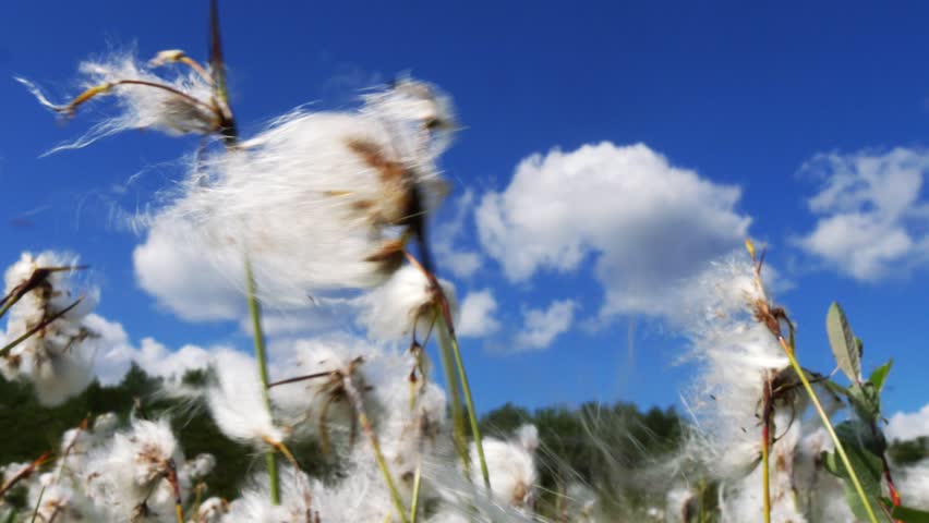 Shaggy white fluffy flowers, similar to cotton, tremble in the wind in the polar tundra on a summer day.