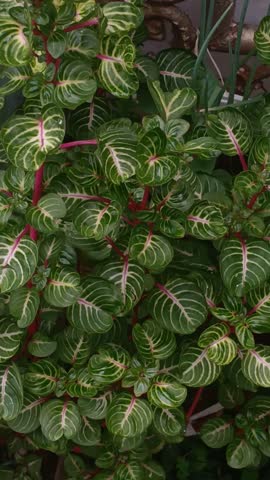 park nature beuty flower backdrop background shine 