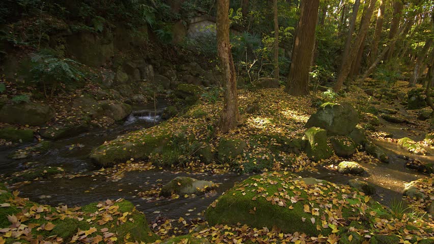Stream runs through tranquil forest with autumn leaves on mossy ground
