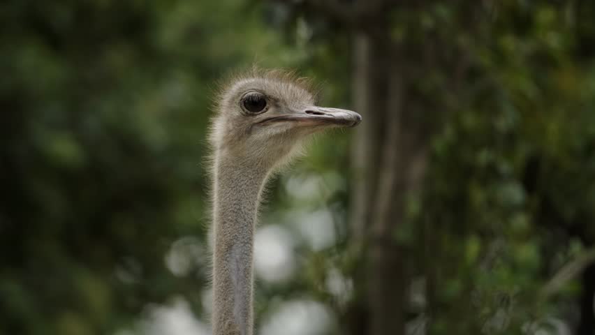 Close Up Head Shot of a Tall Ostrich