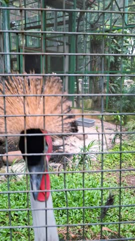 The black crowned crane, or Black Crowned Crane (Balearica pavonina), is a large bird known for the golden crown of feathers on its head. This species is currently under conservation at Ragunan Zoo, Jakarta, Indonesia.
