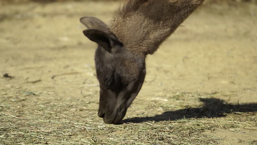 Dark Brown Llama eating off of the ground