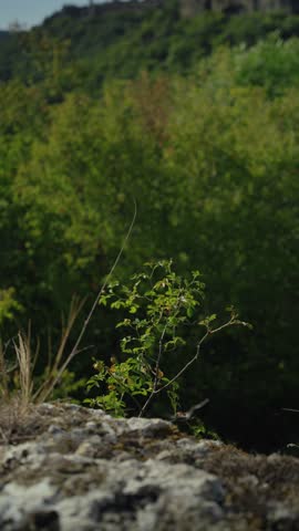 A small bush with green flowers on the edge of a cliff. Dense mountain forest. A sunny summer day. Nature from a lower angle. Cinematic view of swaying branches in the wind. The stone plateau.