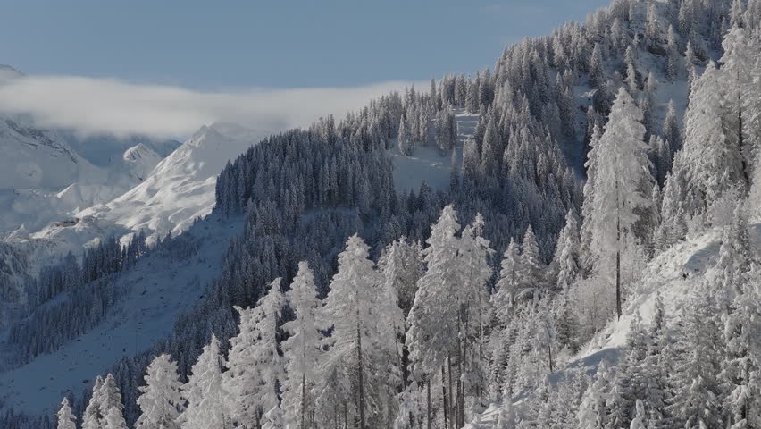 Beautiful Winter Forest Mountain Scenery with Snowy Trees 