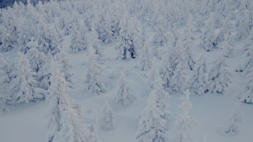 Beautiful Winter Forest Mountain Scenery with Snowy Trees 