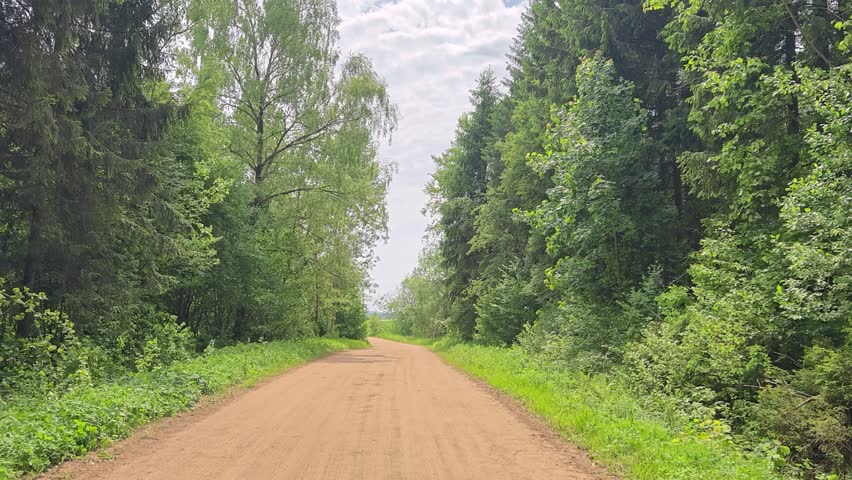 A country road with tire tracks runs through a forest of maples, birches and fir trees. Grass grows on the sides of the road. Sunny summer weather and blue sky with clouds