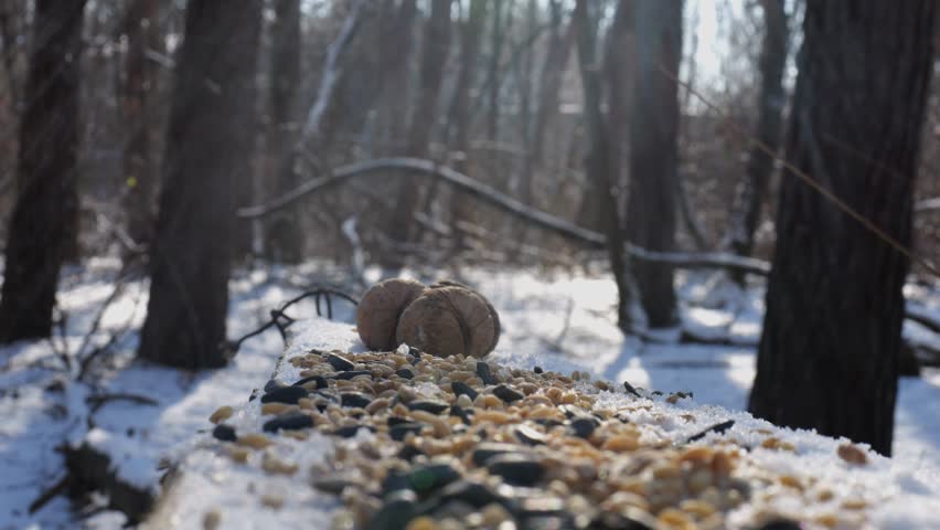 Cute tit birds pecking food from open feeding trough at snowy forest. Beautiful tomtits eating meal from wood feeder at sunny snow woodland. The scene captures care for wildlife and harmony of nature
