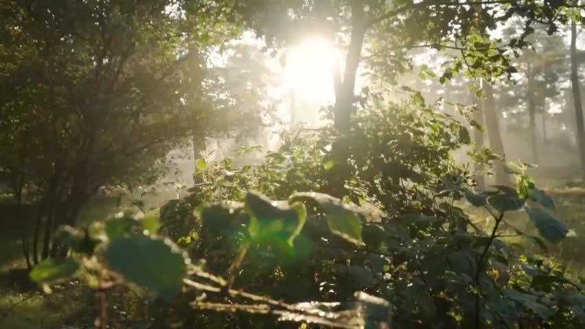 sun shining through the trees