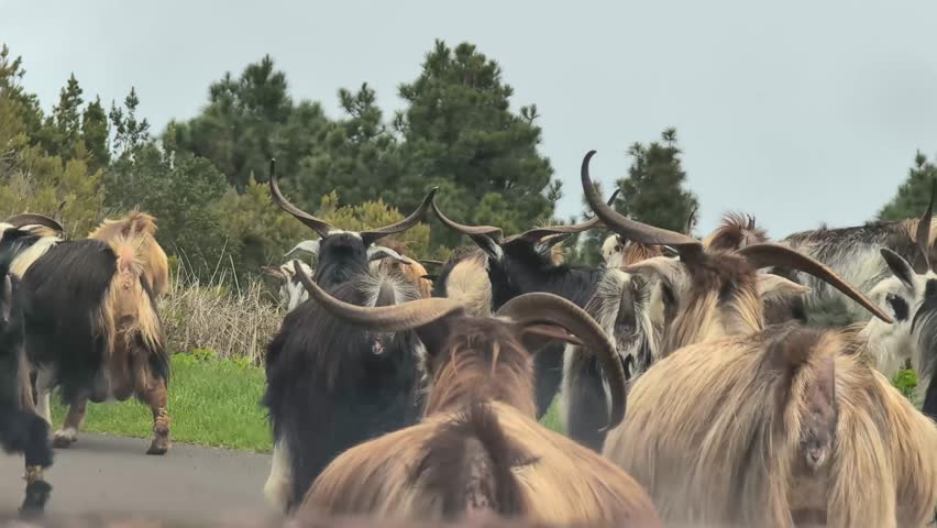Goats on the road to Crater Taburiente , La Palma island, Spain