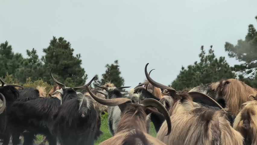 Goats on the road to Crater Taburiente , La Palma island, Spain