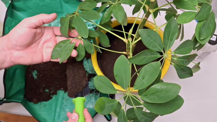 Gardener repotting houseplant. Indoor plant care with green tools.