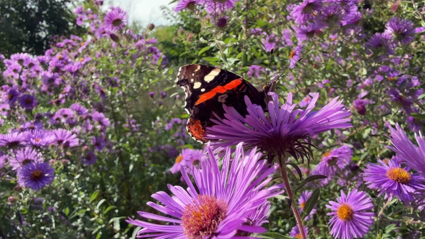 Butterfly on aster flowers in garden.