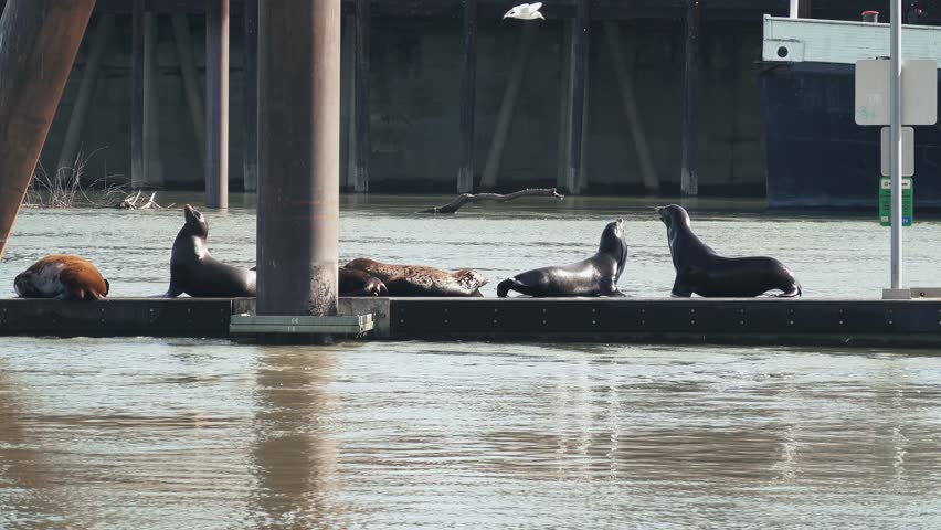 California sea lions resting and barking on a West Sacramento boat dock