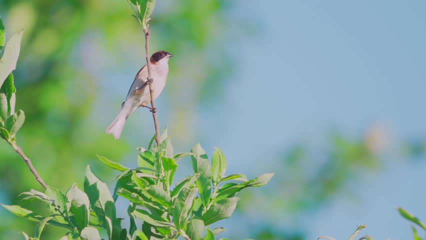 Close-up of a  Eurasian penduline tit (remiz pendulinus). A bird sits on a tree branch.  Slow motion.