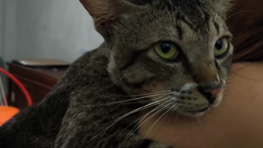Close-up of a tabby cat being cuddled by its owner, in dim light