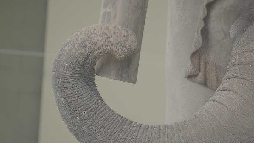 Close Up of Elephant Head in Natural Environment