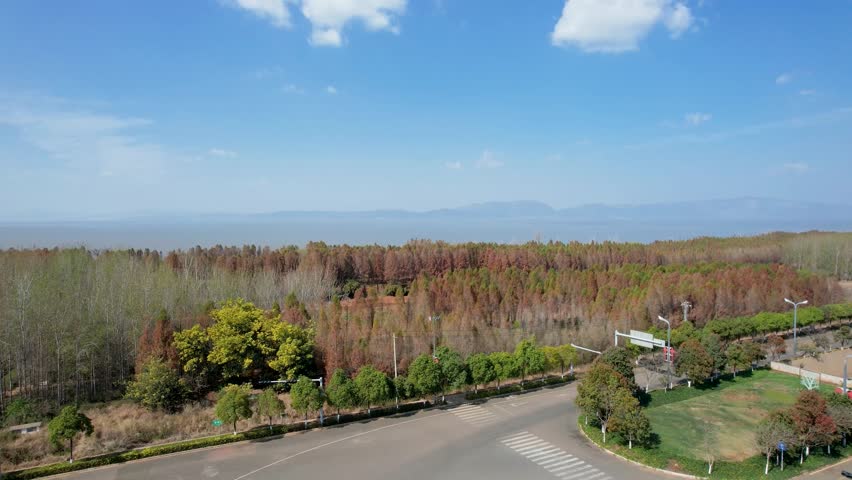 Aerial View of Mountain Lake Landscape with Metasequoia Trees