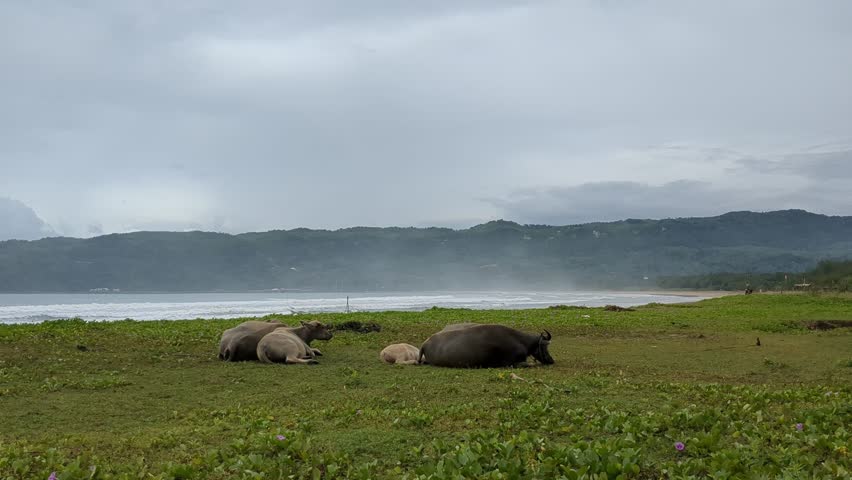 Water buffalo resting on a grassy coastal field near the ocean with distant hills. Calm rural seascape under cloudy sky.