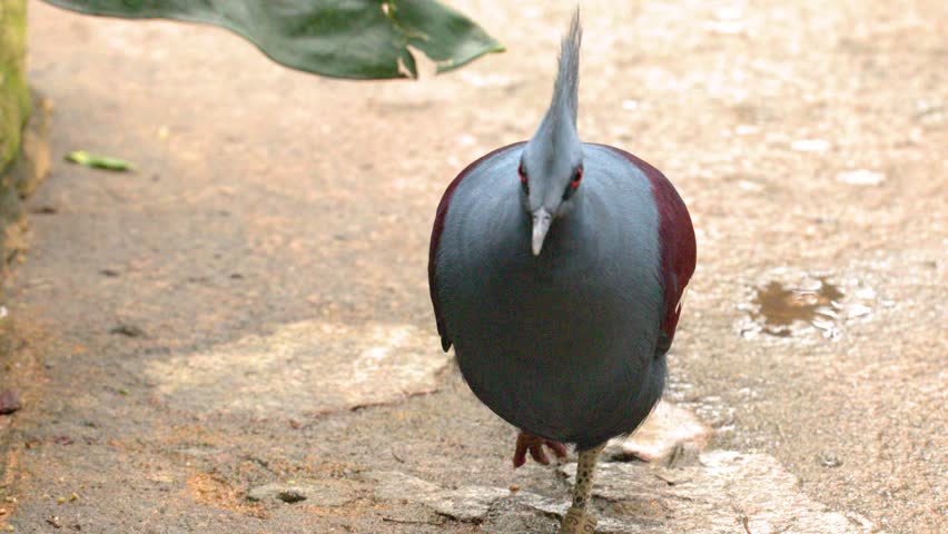 A Victoria crowned pigeon walks across a path and looks around in close-up shots