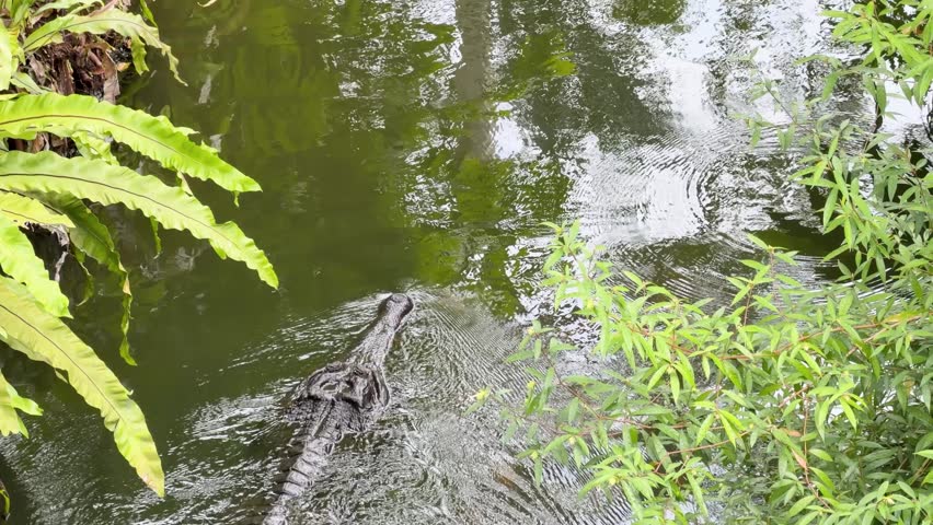 A long gharial crocodile swims through green tropical water surrounded by lush rainforest vegetation