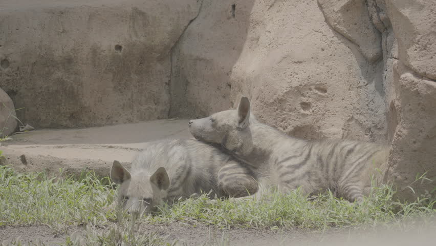 Hyena Resting on the Ground in Zoo Enclosure S log 3 10bit 422