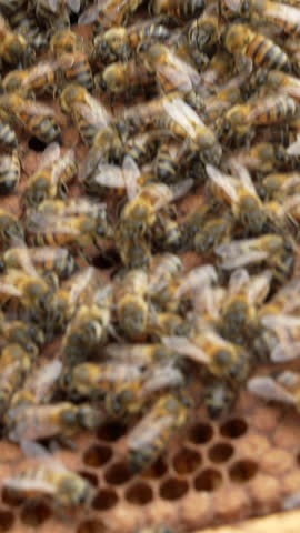 Detailed close-up shot of numerous honey bees swarming over a honeycomb, showcasing their intricate behavior. Ideal for mobile platforms, this vertical video captures animated activity.