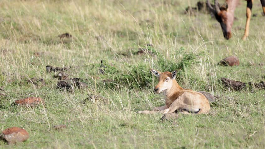 Young topi calf lying quietly in grass while adult grazes nearby on savannah