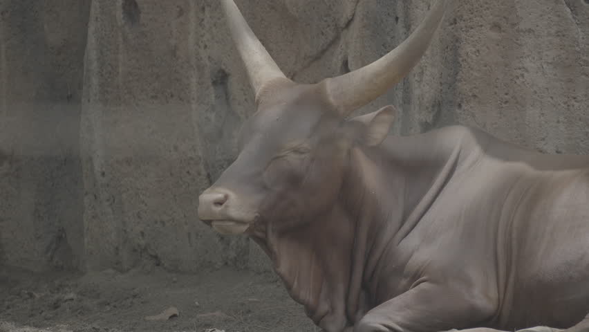 Brown Water Buffalo with Long Horns Lying Down on the Ground S log 3 10bit 422