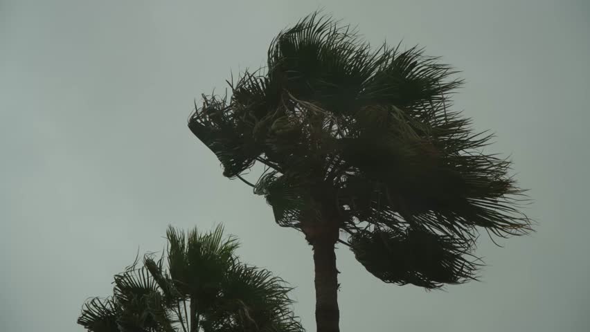 Palm trees bend in strong winds under an overcast sky as Storm Harry lashes Marsaskala, Malta, during extreme Mediterranean weather conditions.