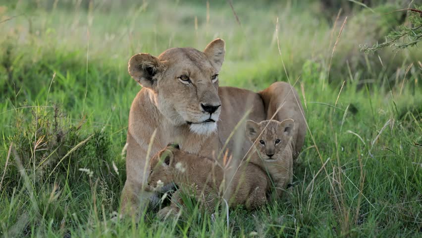 Lioness Resting with Cubs in Grass Masai Mara Slow Motion