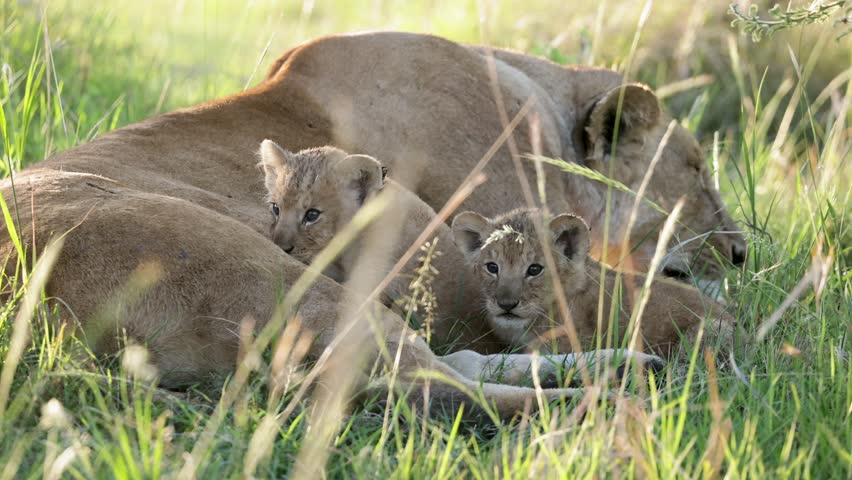 Lioness Nursing Cub in Grass Masai Mara Slow Motion
