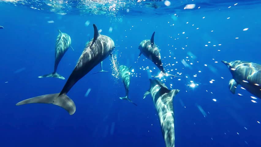 Several dolphins swim gracefully underwater in bright blue ocean. Marine mammals move effortlessly. Sunny daytime creates a stunning underwater scene near tropical location.