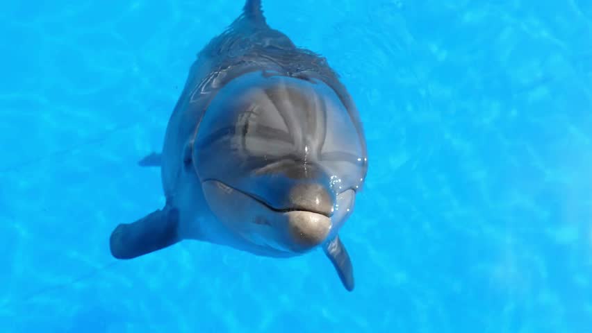Close view of Dolphin swimming in a pool. Mammal surfaces, looks directly at camera, opens its mouth. Bright turquoise water, sunny day. At marine park.