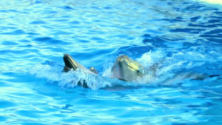 Two Dolphins swim close together in the clear water. Light reflects in the ocean as Dolphins swim. Marine Mammals glide near surface.