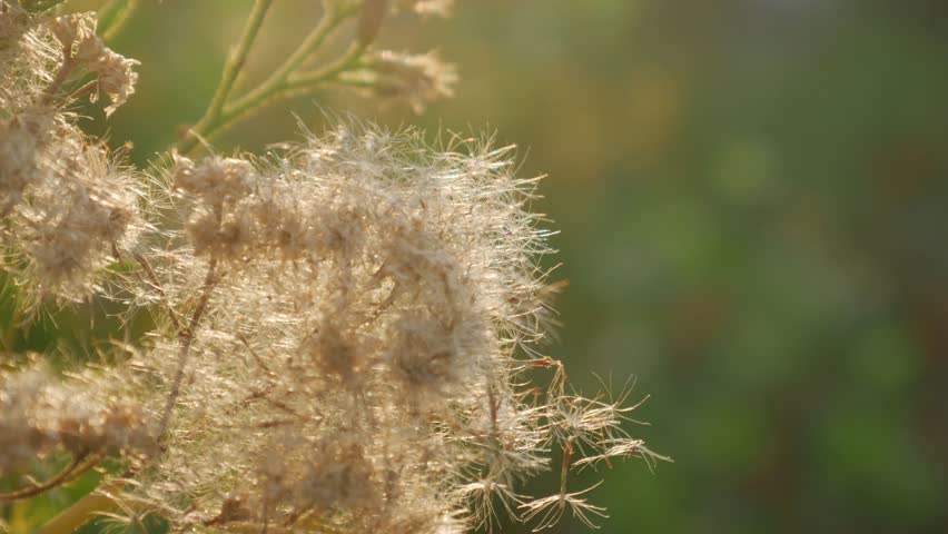 Close up of multiple dried fluffy seedheads with cotton-like white fibers on brown stems in natural outdoor setting