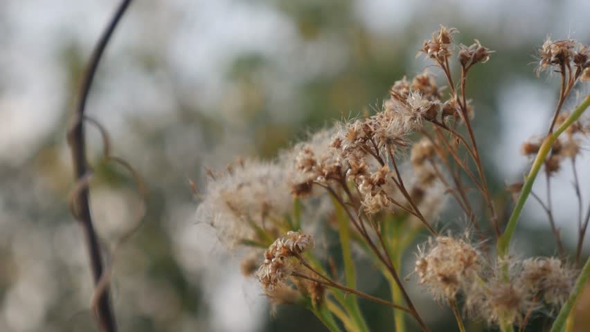 Close up of multiple dried fluffy seedheads with cotton-like white fibers on brown stems in natural outdoor setting