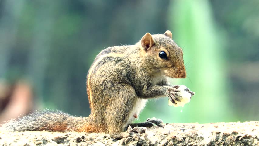 close up video Indian palm squirrel food eating