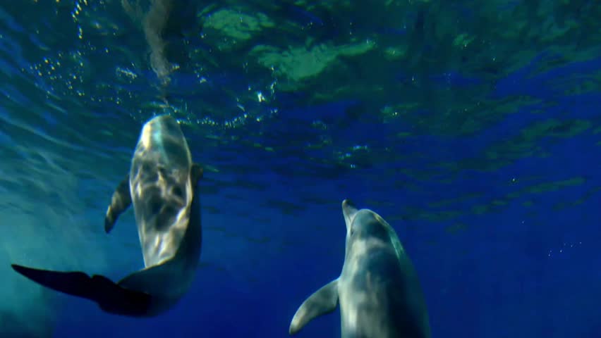 Two Dolphins swim in crystal clear ocean, looking up. Sunlight pierces water surface. Marine life gracefully moves in its natural habitat near tropical coastline.
